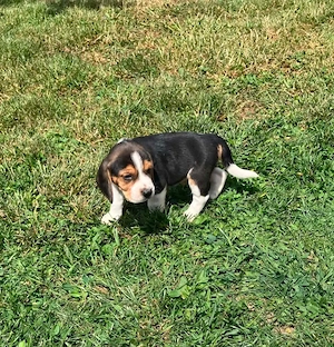 Catei beagle - imagine 2