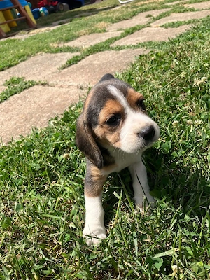 Catei beagle - imagine 5