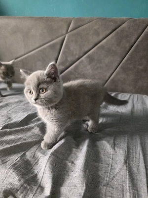 Pisoi British Shorthair - imagine 2