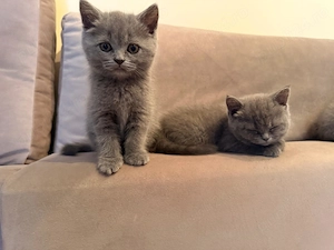 Pisoi British Shorthair - imagine 5
