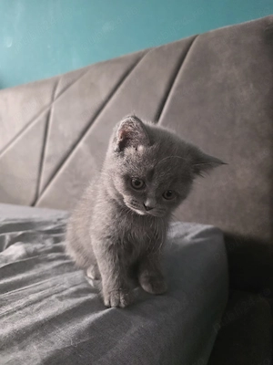 Pisoi British Shorthair - imagine 4