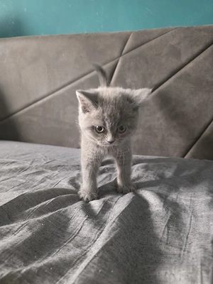 Pisoi British Shorthair - imagine 3