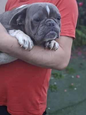 femela Bulldog Francez 