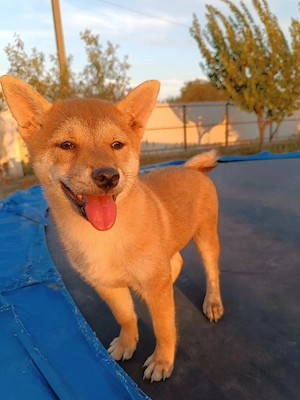 Pui shiba inu