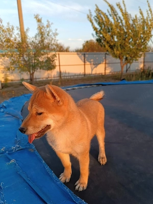 Pui shiba inu - imagine 3