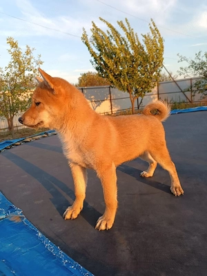 Pui shiba inu - imagine 5