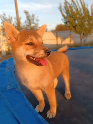 Pui shiba inu - imagine 2
