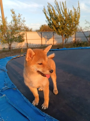 Pui shiba inu - imagine 4