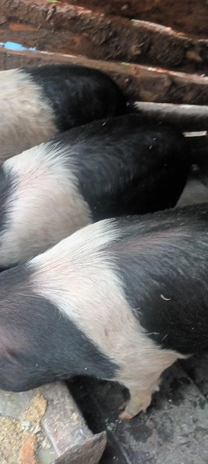 Vând porci Bazna 3 bucăți între 80-120kg - imagine 2