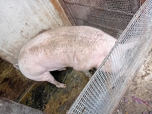 Vand porc de sacrificat  - imagine 2
