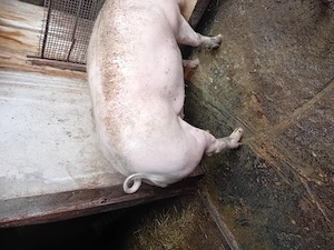 Vand porc de sacrificat  - imagine 3