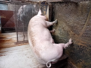Vand porc de sacrificat  - imagine 4