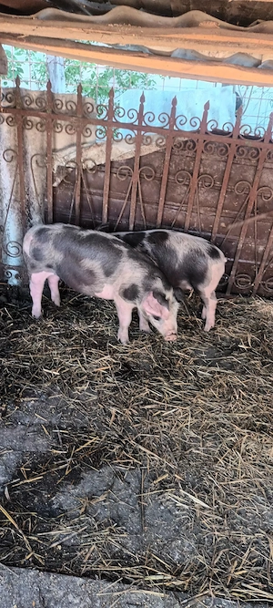 Vând șoldănași la 45 kg la 700 lei buc.