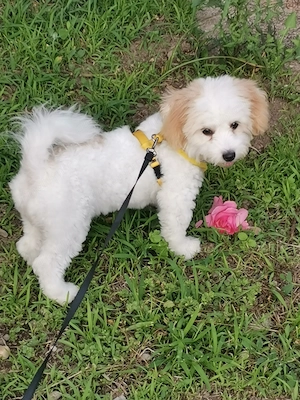 De vânzare   cățelușă Bichon Havanez, 5 luni 