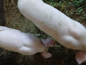 Vand purcei 8 saptamani