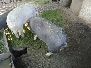Porci de vanzare - imagine 3