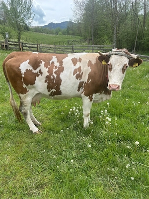 Vaca de Vanzare - imagine 2