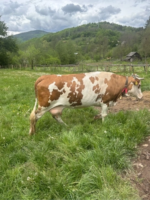 Vaca de Vanzare - imagine 3
