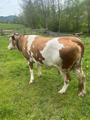 Vaca de Vanzare - imagine 5