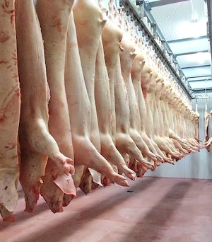 Abator Germania de porci 