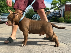 American Bully