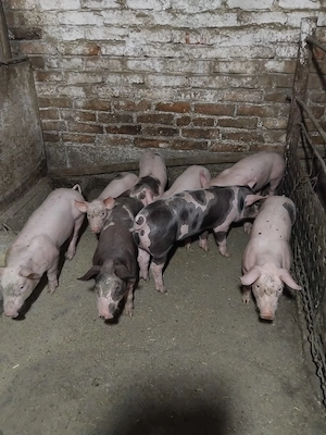 De vânzare 7 săptămâni 