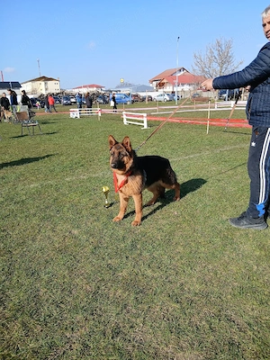 Femela ciobanesc german 