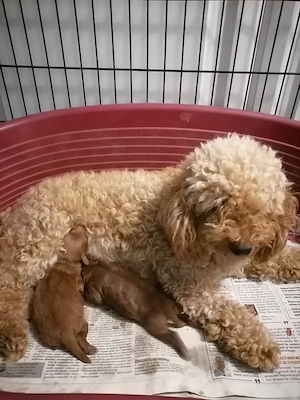 Caniche   pudel toy. fetiță. - imagine 3