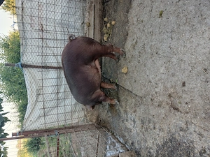 Scrofita duroc 120 130kg - imagine 2