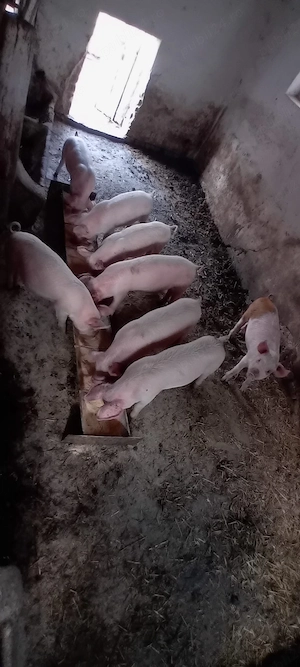 Purcei de vanzare 