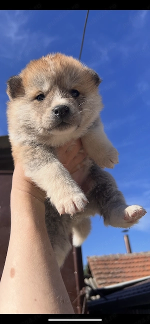 Catei de rasa Akita Inu Japonez, deparazitati si vaccinati - imagine 5