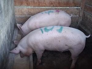 vând 2 porci  110-120 kg  - imagine 2