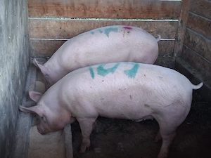 vând 2 porci  110-120 kg  - imagine 3