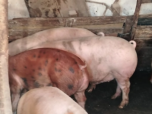 Vând porci de carne 130 - 180 kg