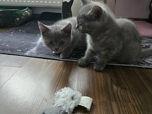 pui pisica british shorthair - imagine 2