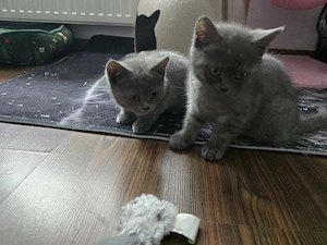 pui pisica british shorthair - imagine 3