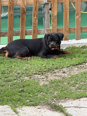 vand femela rottweiler - imagine 3