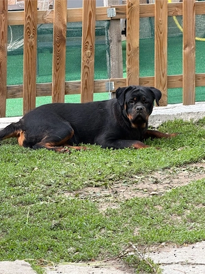 vand femela rottweiler - imagine 4