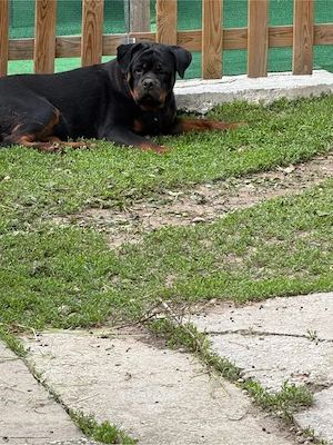 vand femela rottweiler - imagine 5