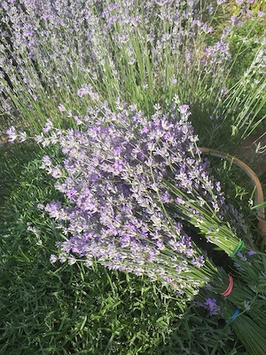 Buchete Lavanda și vrac
