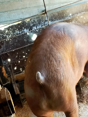 Porc Duroc 