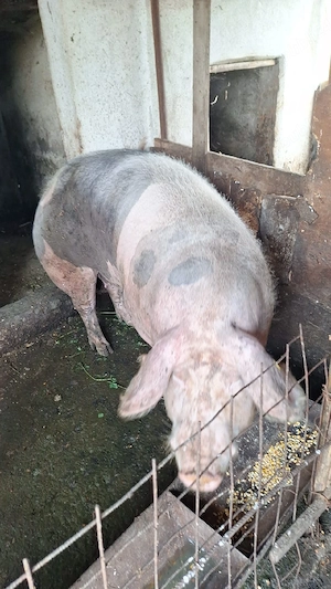 porc de carne  greutatea de 270kg  , 13lei kg  - imagine 2