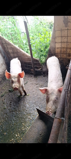 porc  rasa  landrace , 35 kg , 650lei bucata 