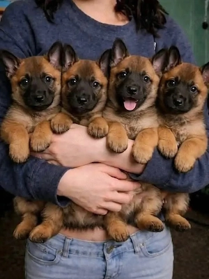 Vand puiut Ciobanesc belgian malinois disponibili din data de 15 iunie 