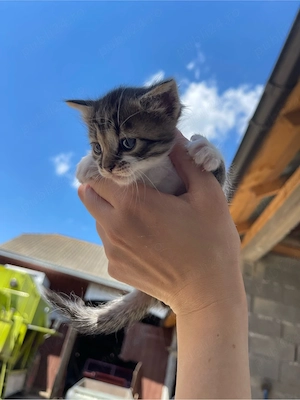 Dau spre adoptie trei puiuti de pisica. - imagine 2