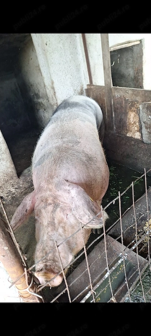 porci , prețuri negociabile 