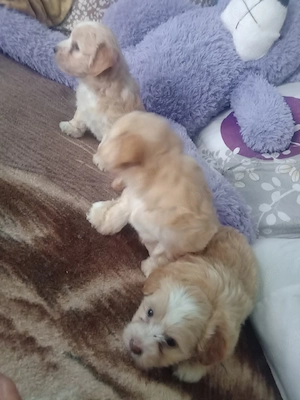 vand catei bichon Metiș negociabil