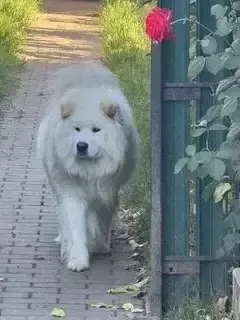 Mascul Samoyed 