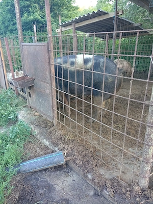 De vânzare porc 170 kg