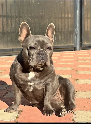 Vând puiuti de bulldog francez - imagine 4